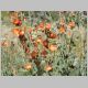 Scarlet Globe Mallow